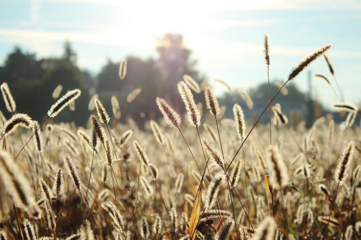 Cómo afrontar la alergia al polen en primavera